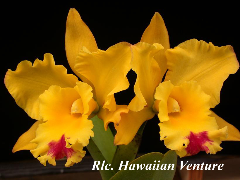 Rlc. Hawaiian Venture 2: